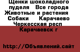 Щенки шоколадного пуделя - Все города Животные и растения » Собаки   . Карачаево-Черкесская респ.,Карачаевск г.